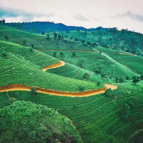 Trekking au Sri Lanka – Sur la route du thé